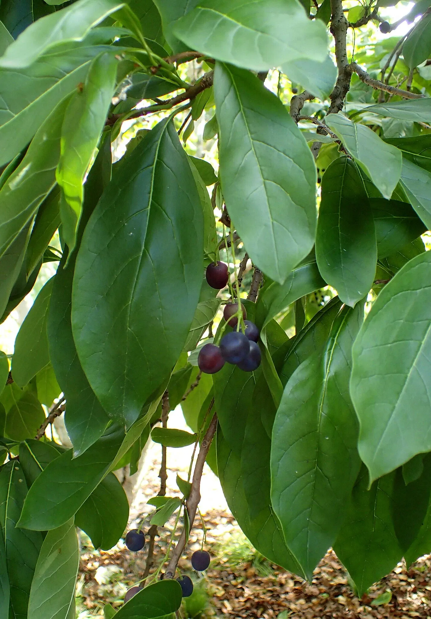 Jardín botánico Olbrich