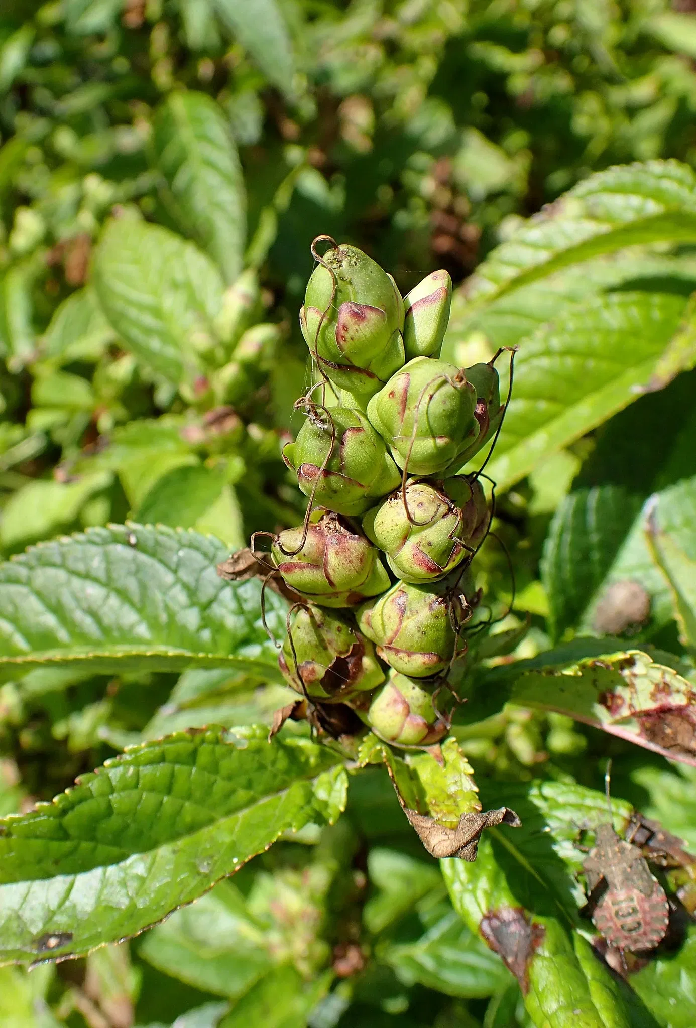 Jardín botánico Olbrich