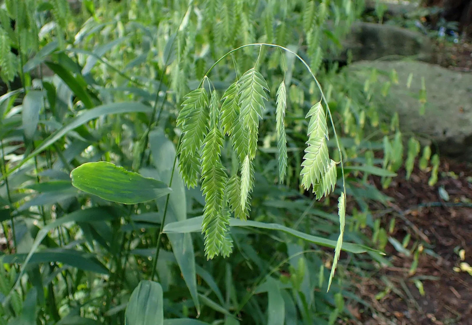 Olbrich Botanical Gardens