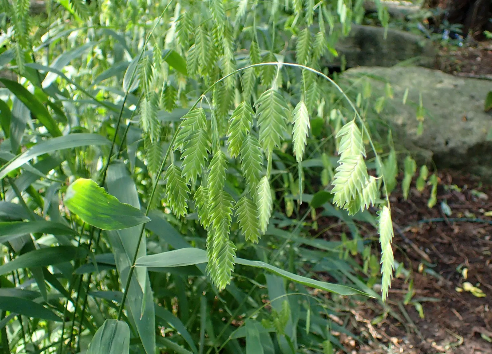 Jardín botánico Olbrich