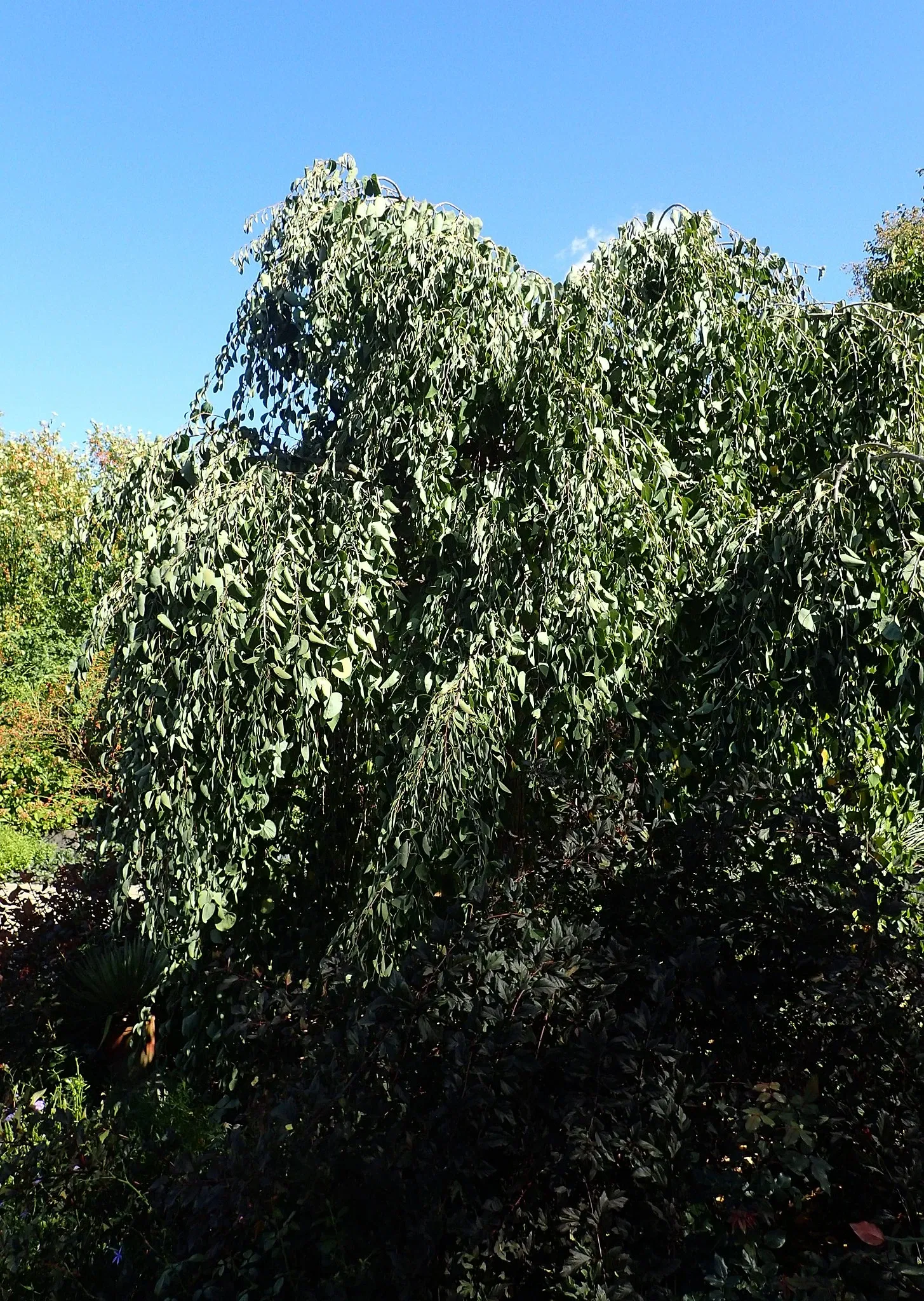 Olbrich Botanical Gardens