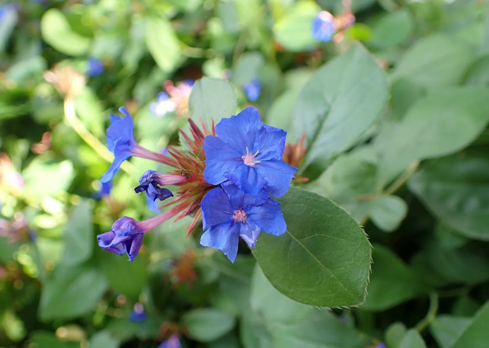 Olbrich Botanical Gardens