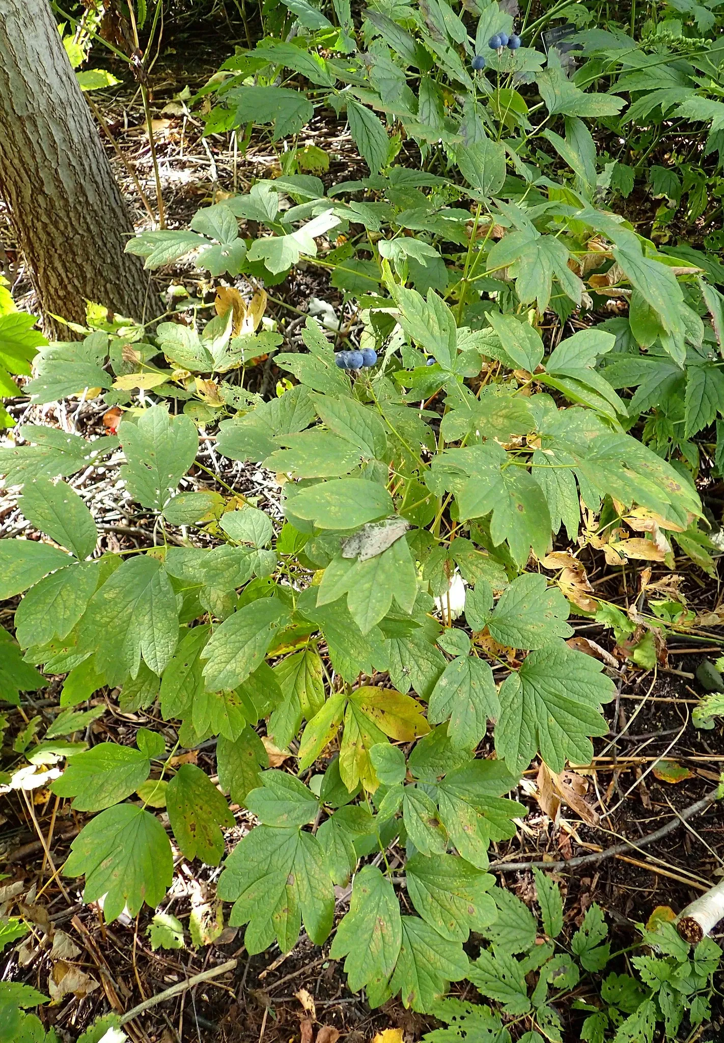 Olbrich Botanical Gardens