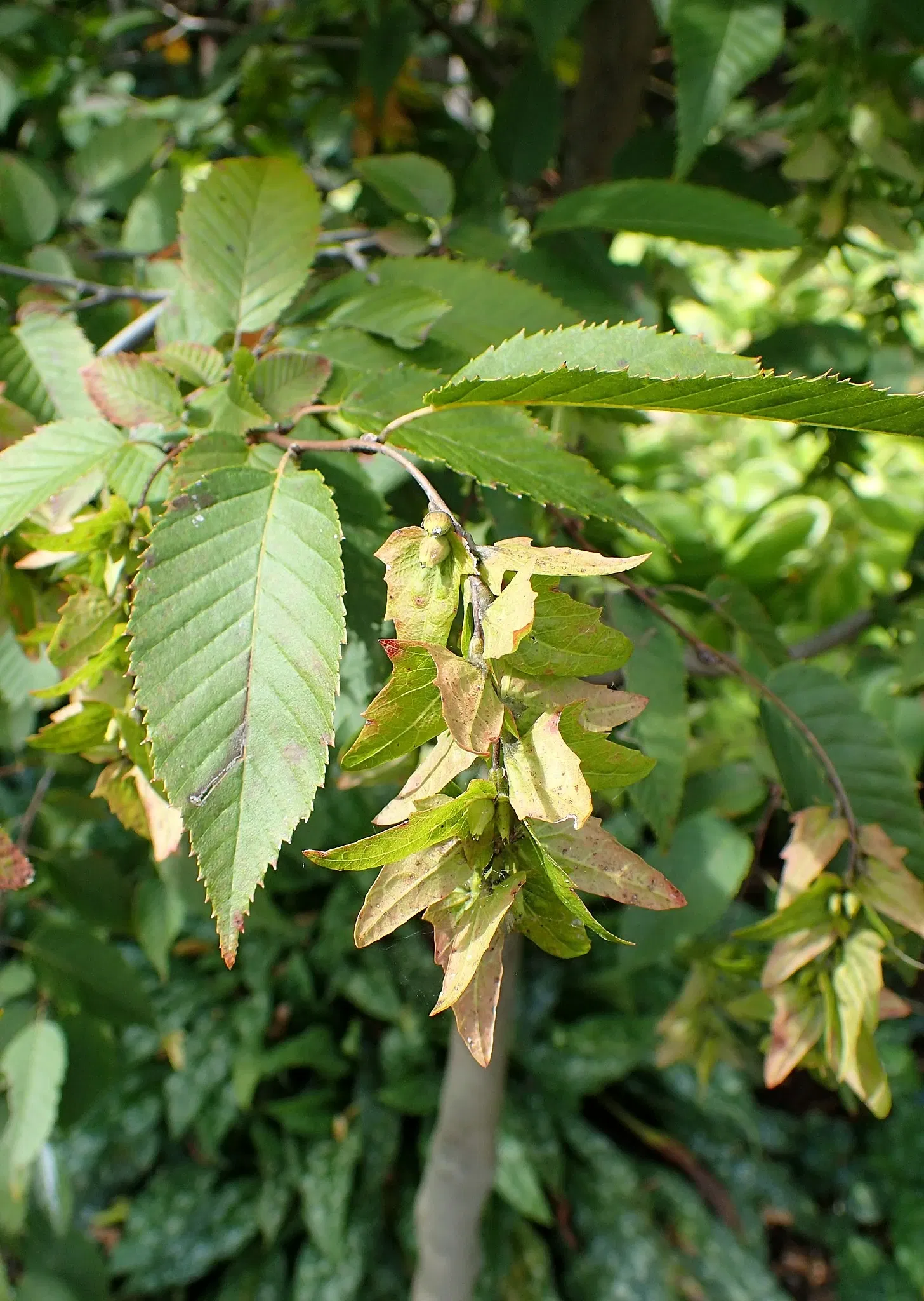 Olbrich Botanical Gardens