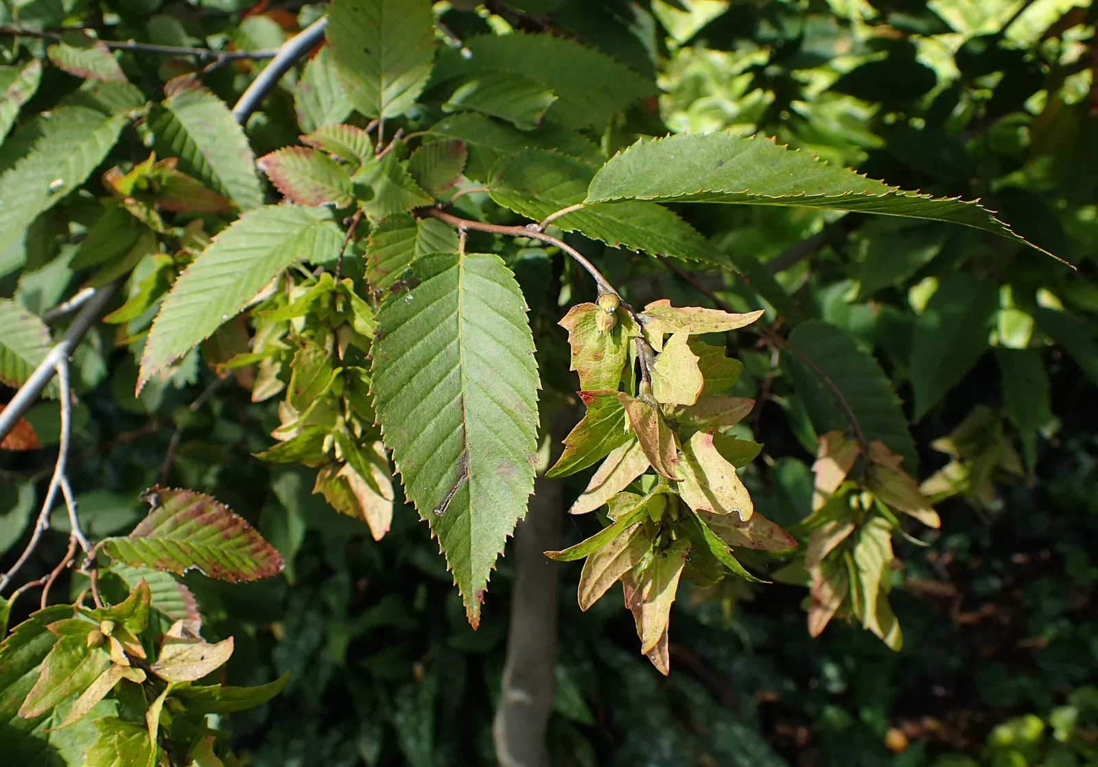 Jardín botánico Olbrich