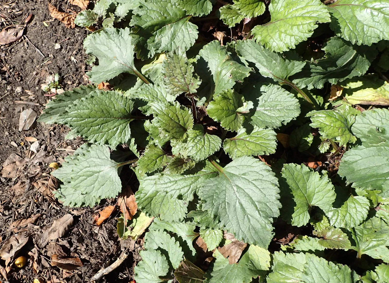 Jardín botánico Olbrich