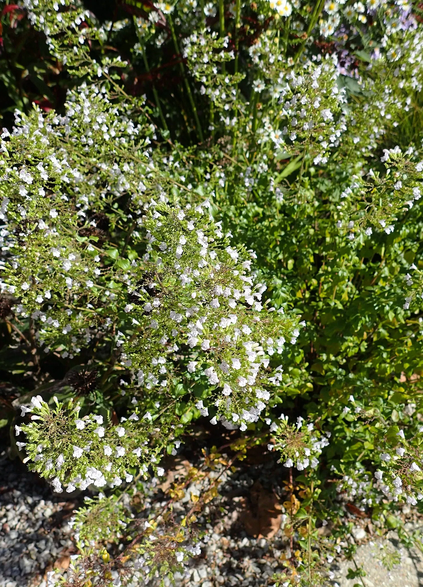 Olbrich Botanical Gardens