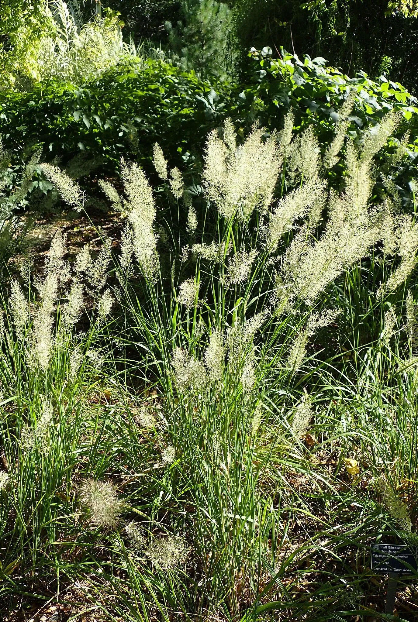 Olbrich Botanical Gardens