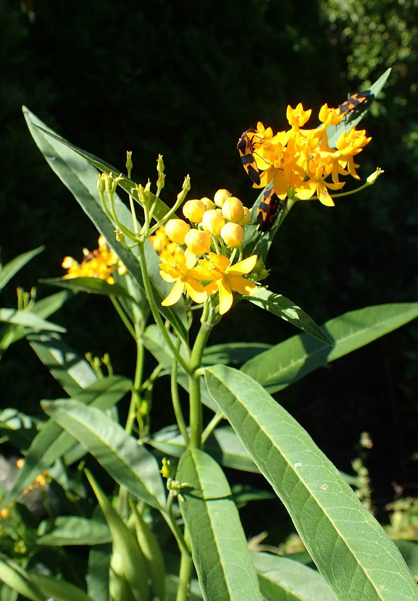 Olbrich Botanical Gardens