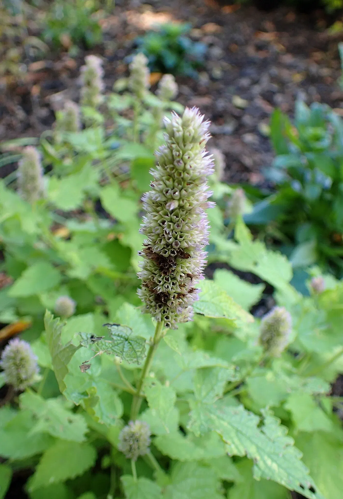 Olbrich Botanical Gardens