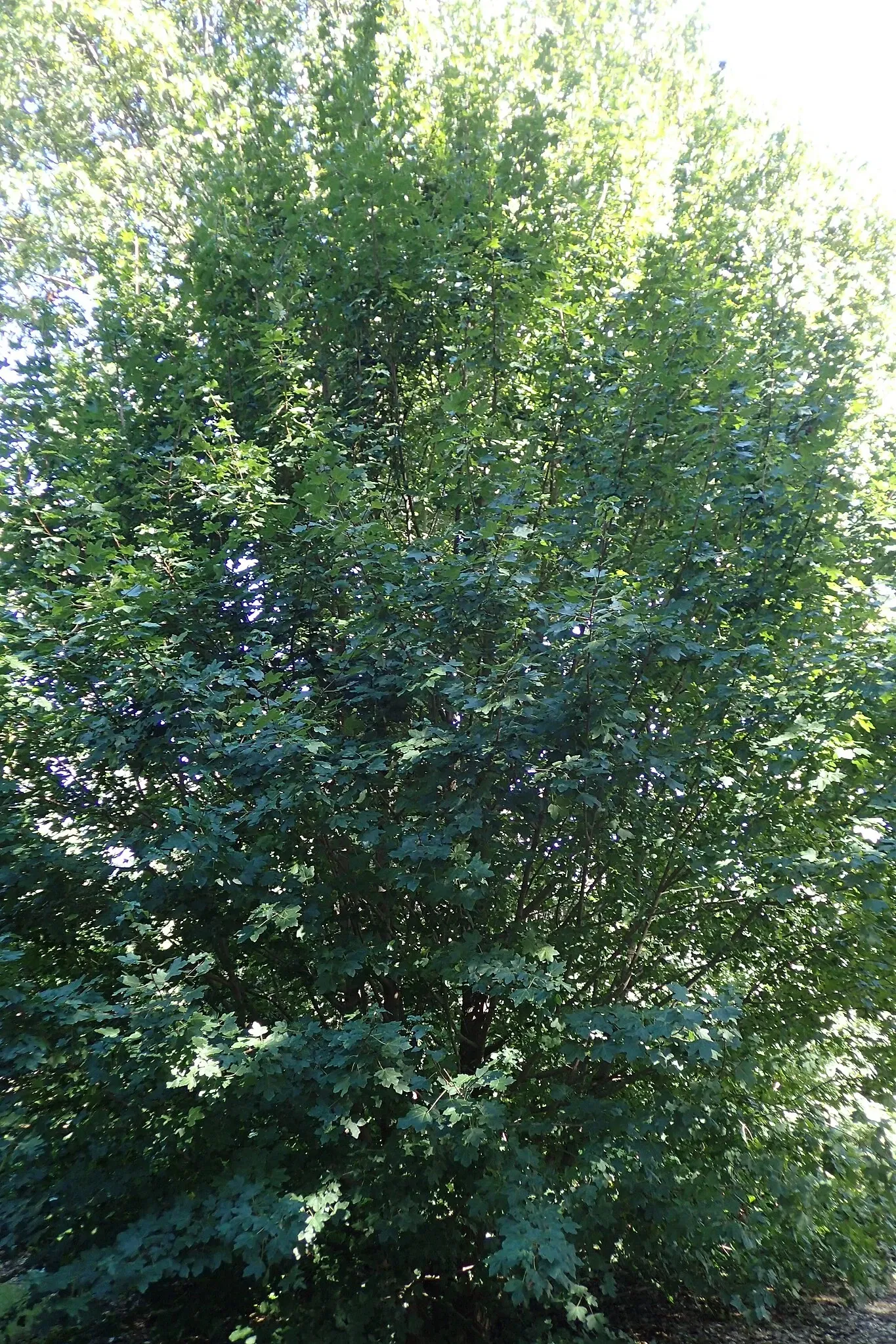 Jardín botánico Olbrich