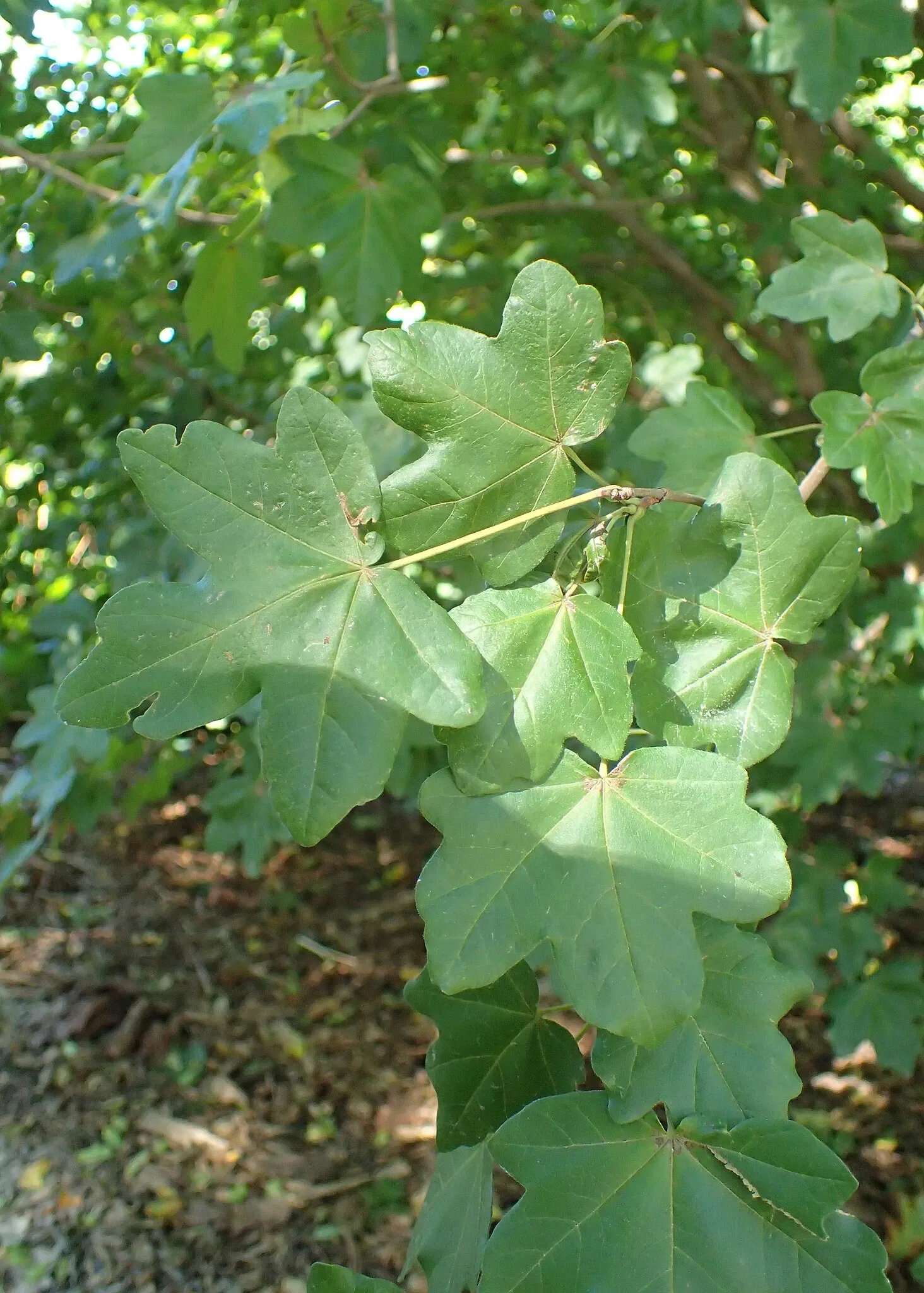 Olbrich Botanical Gardens