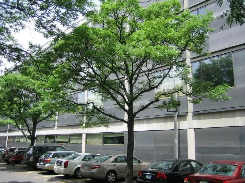 Centro de Arte Británico de Yale