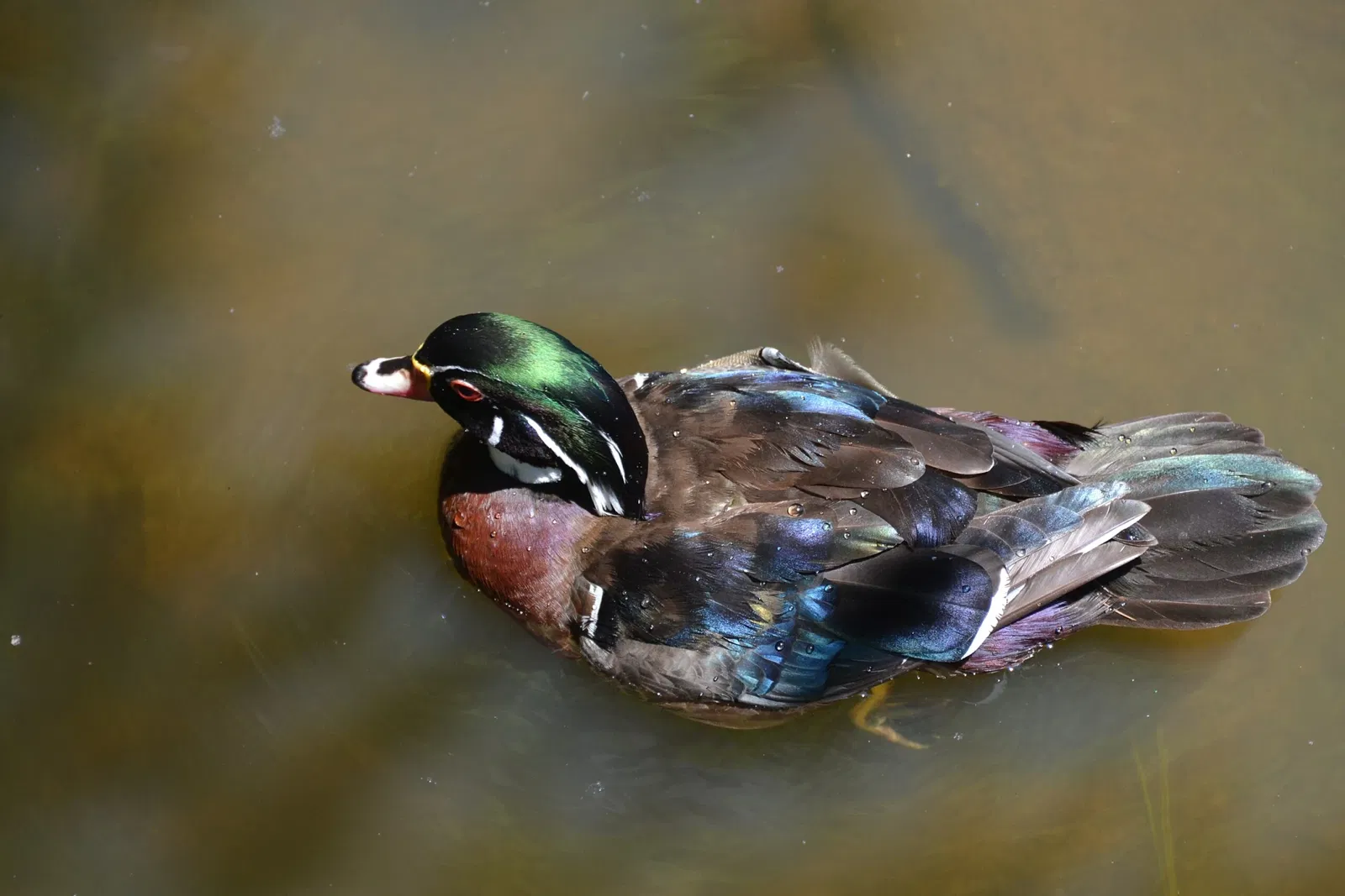 Virginia Living Museum