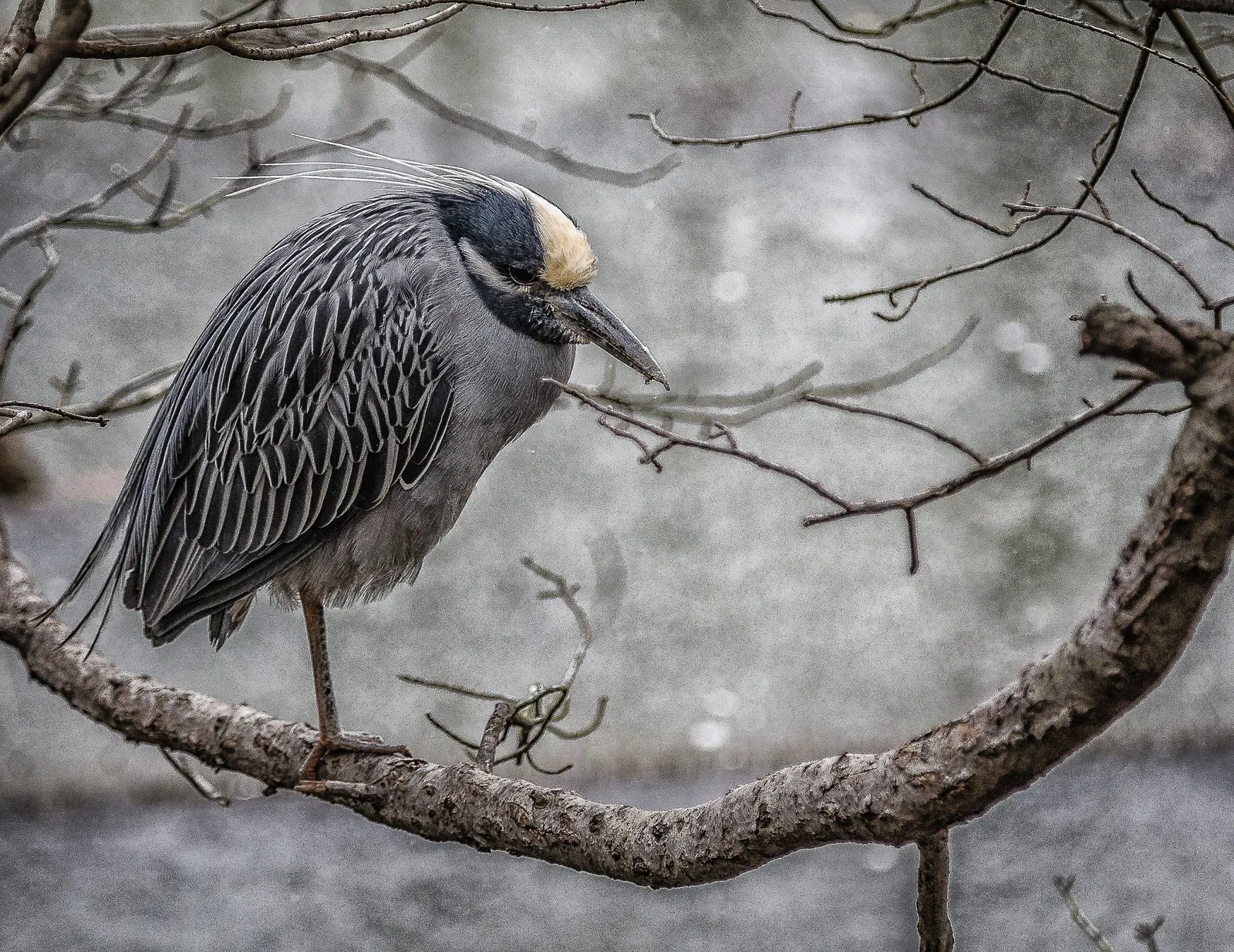 Virginia Living Museum