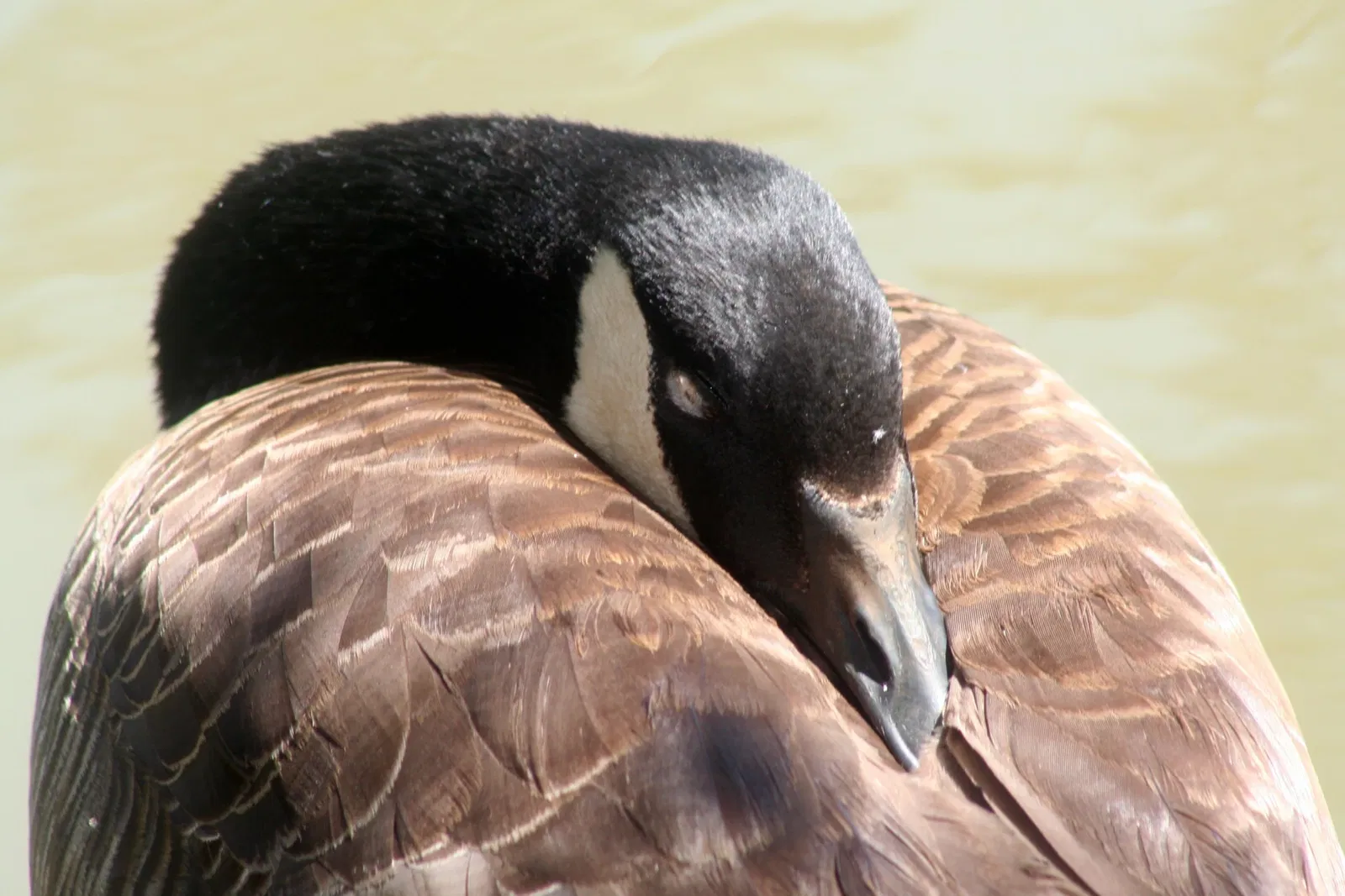 Virginia Living Museum