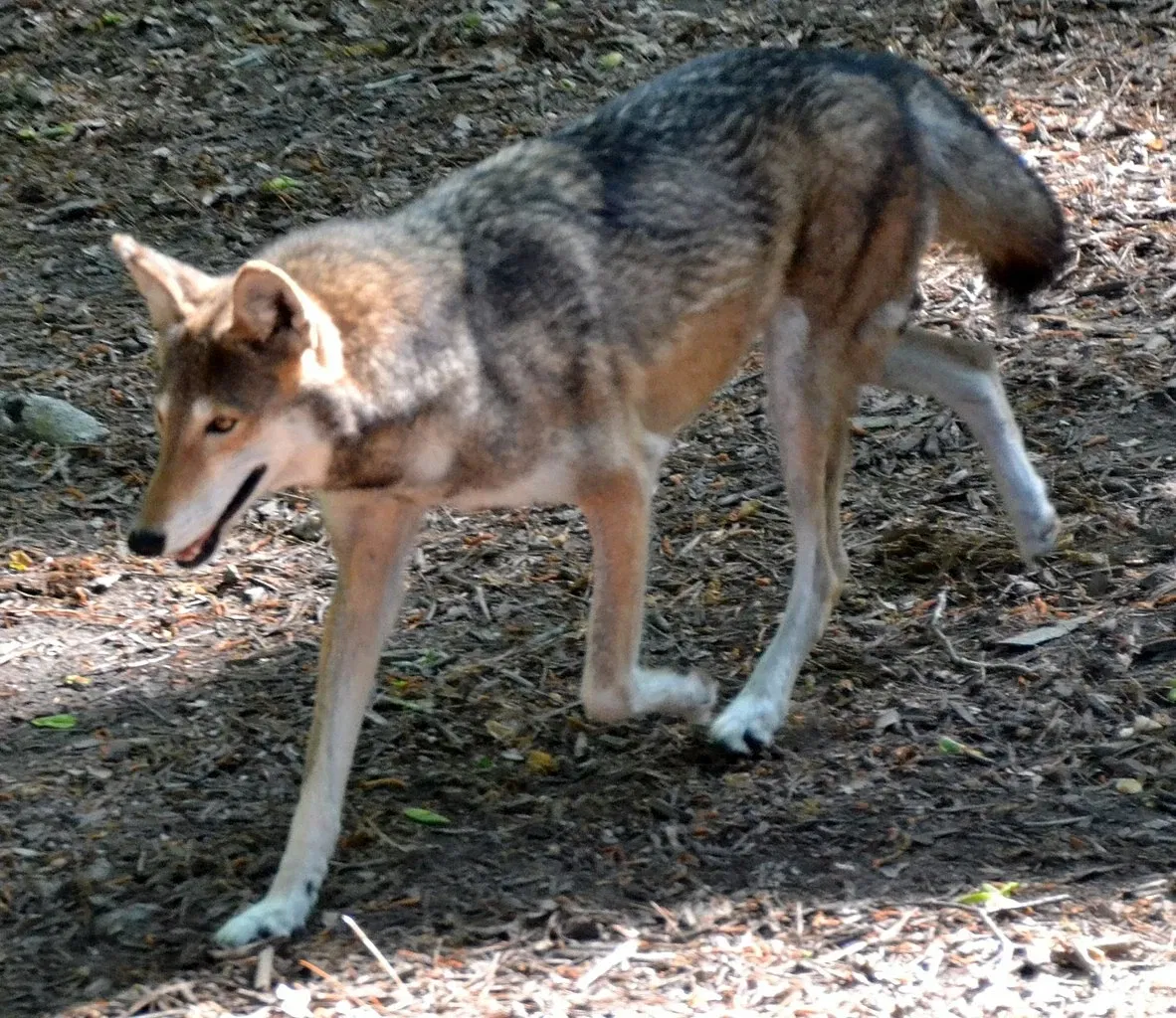 Virginia Living Museum