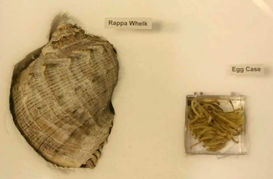 Virginia Living Museum