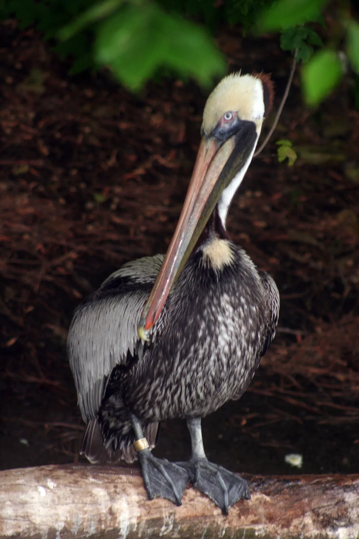 Virginia Living Museum