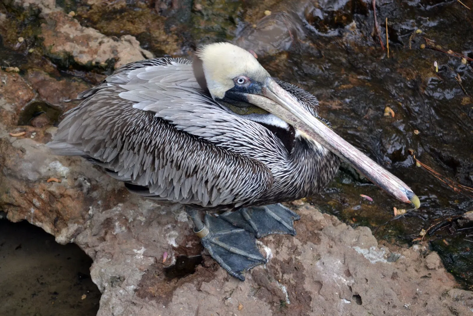 Virginia Living Museum
