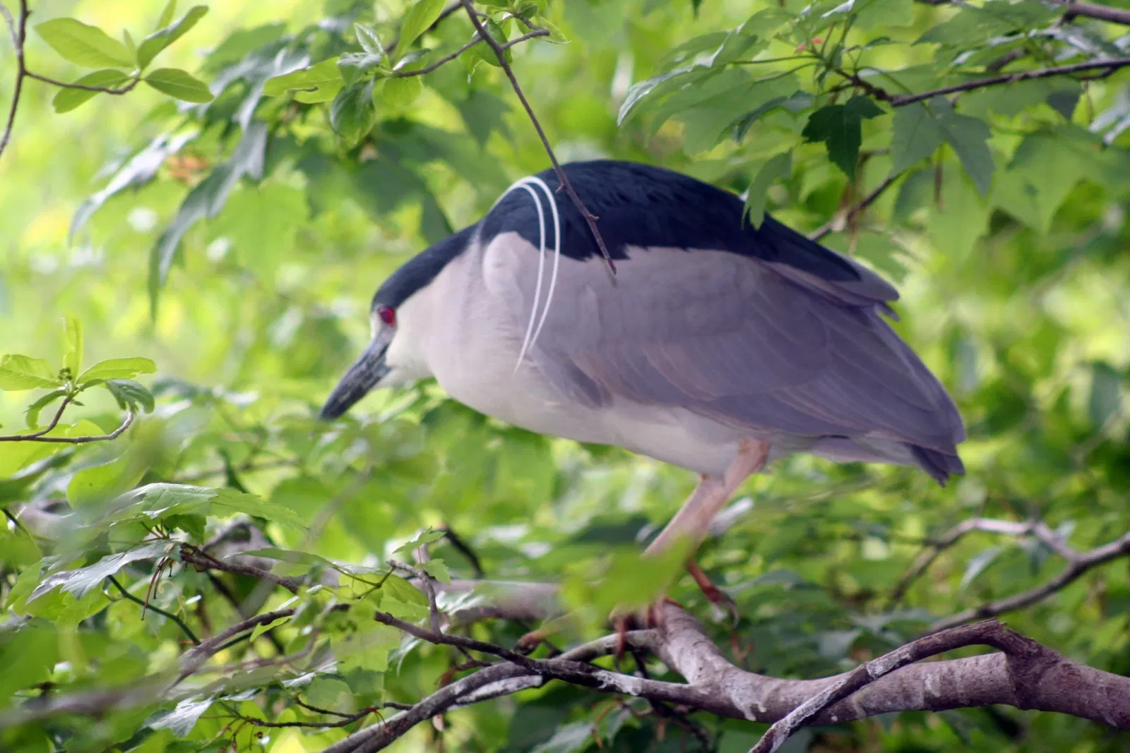 Virginia Living Museum