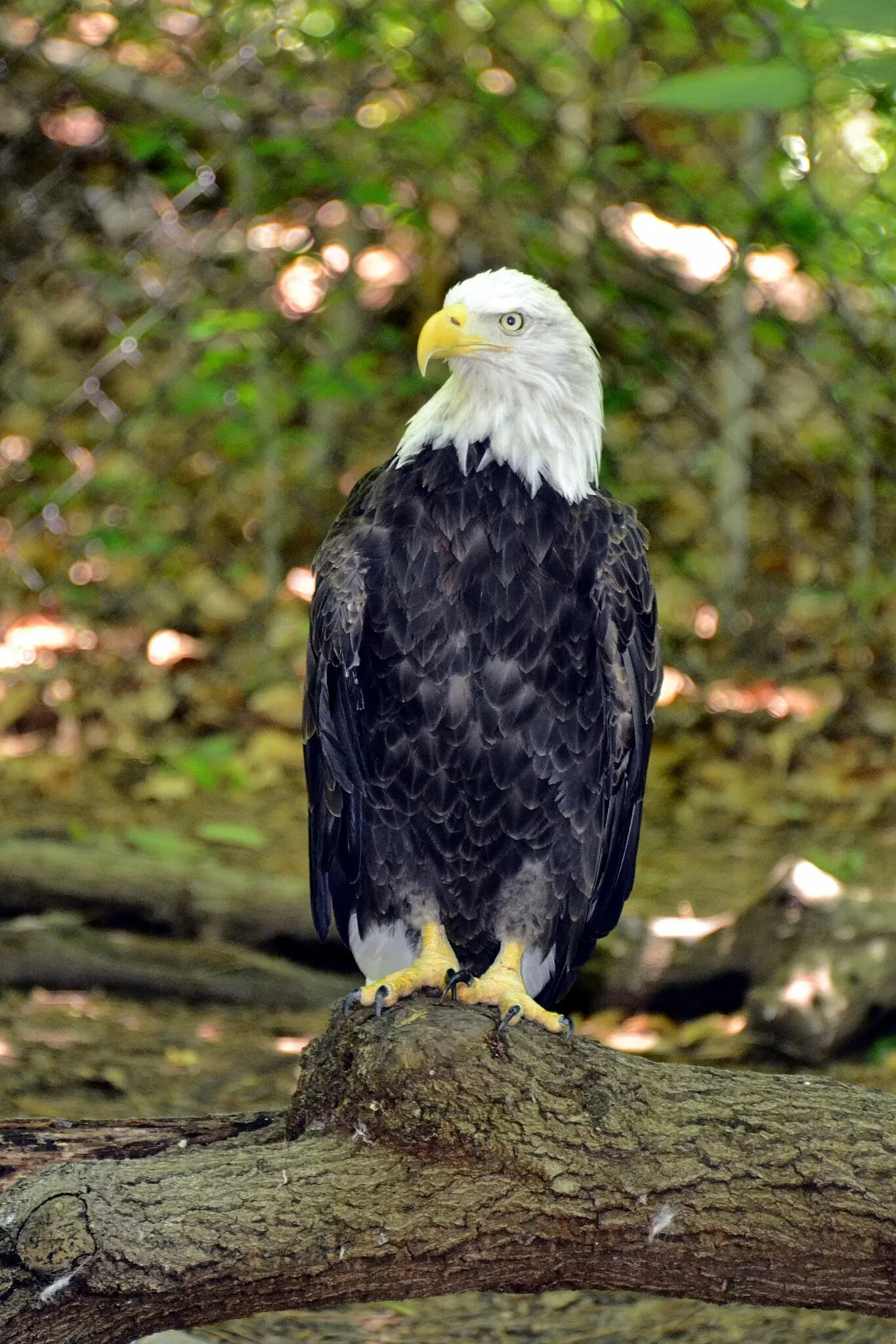 Virginia Living Museum