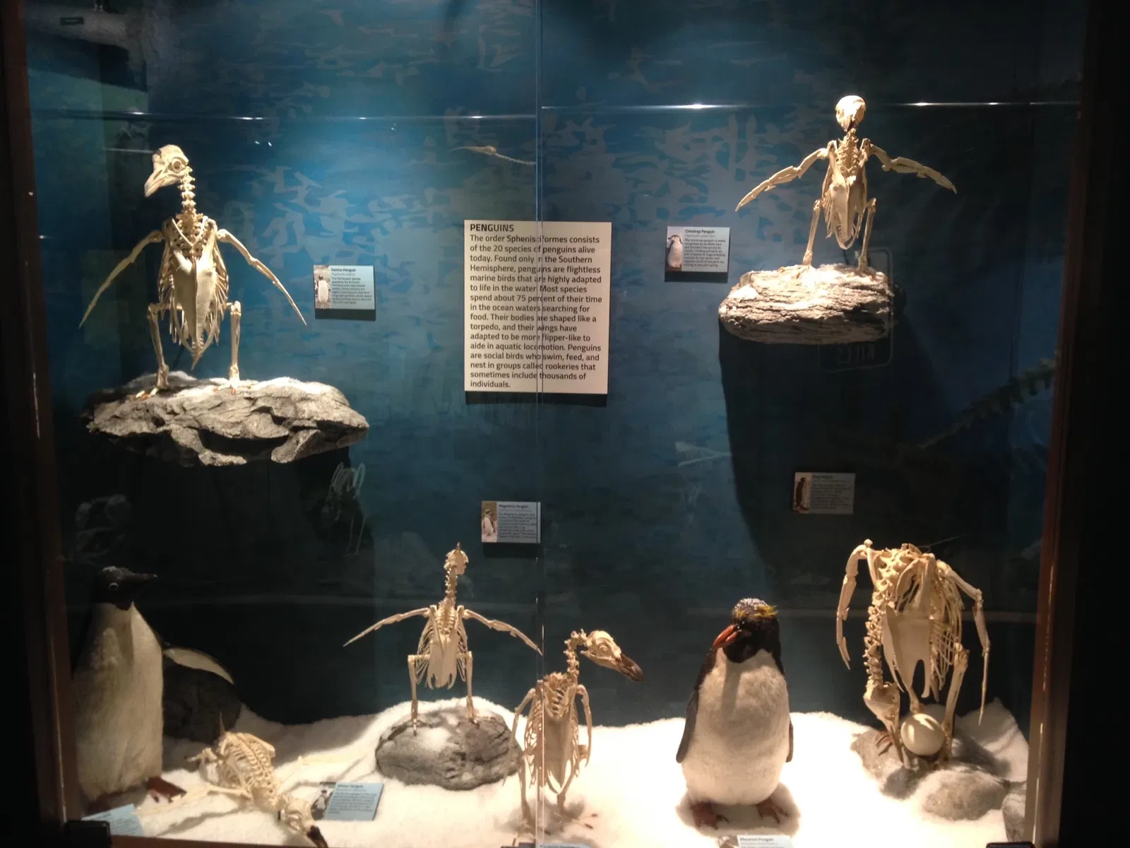 Skeletons: Museum of Osteology