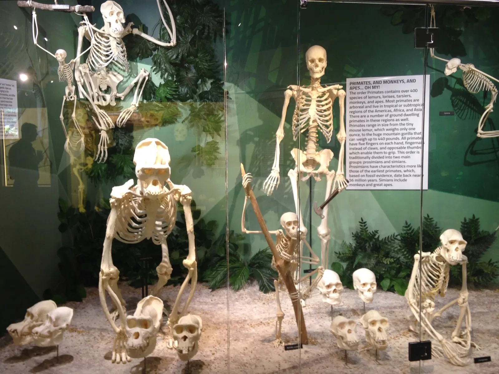 Skeletons: Museum of Osteology