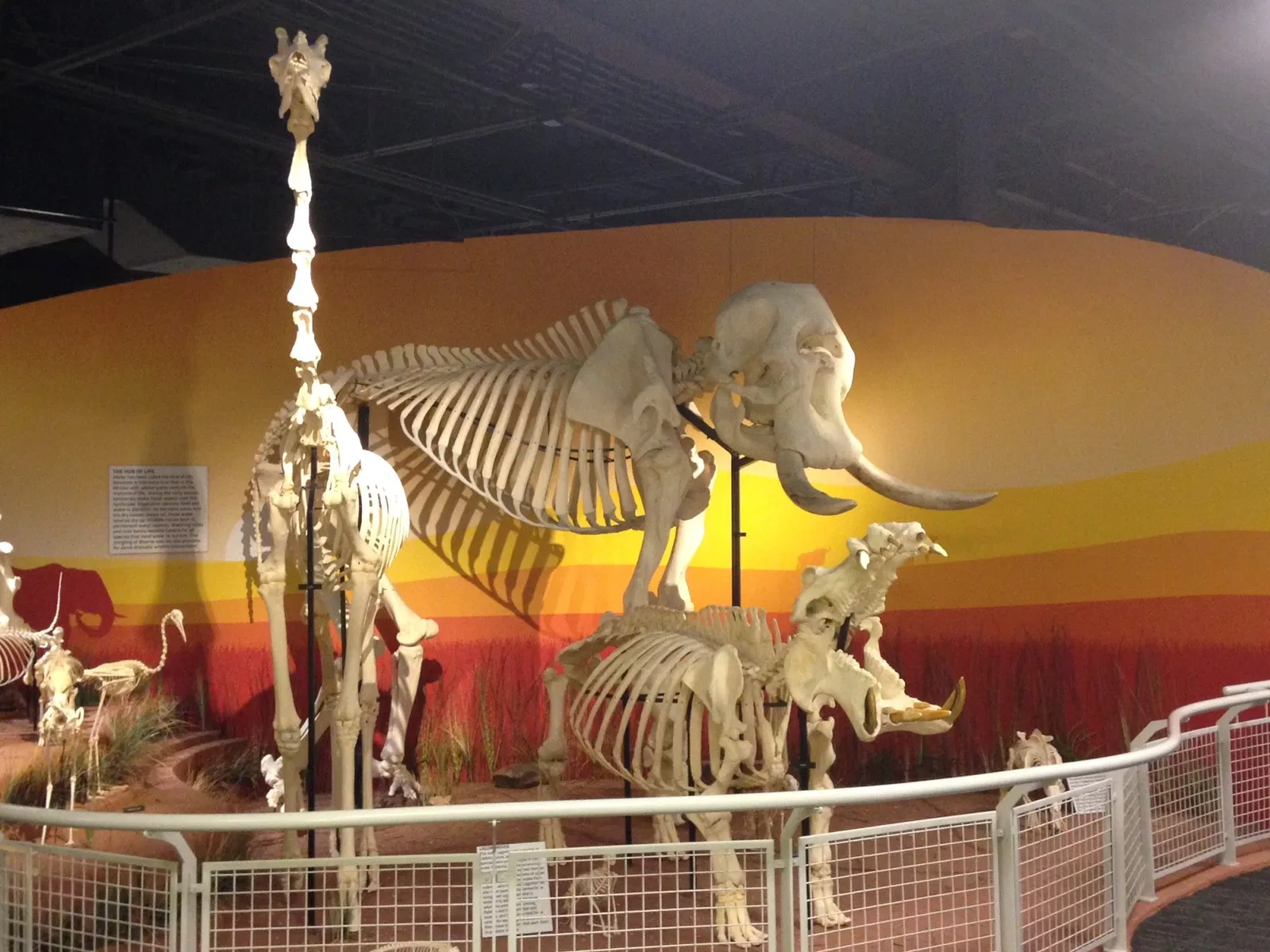 Skeletons: Museum of Osteology