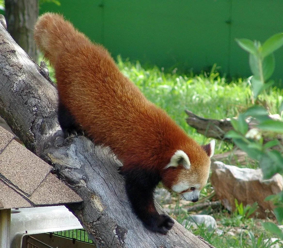 Virginia Zoological Park