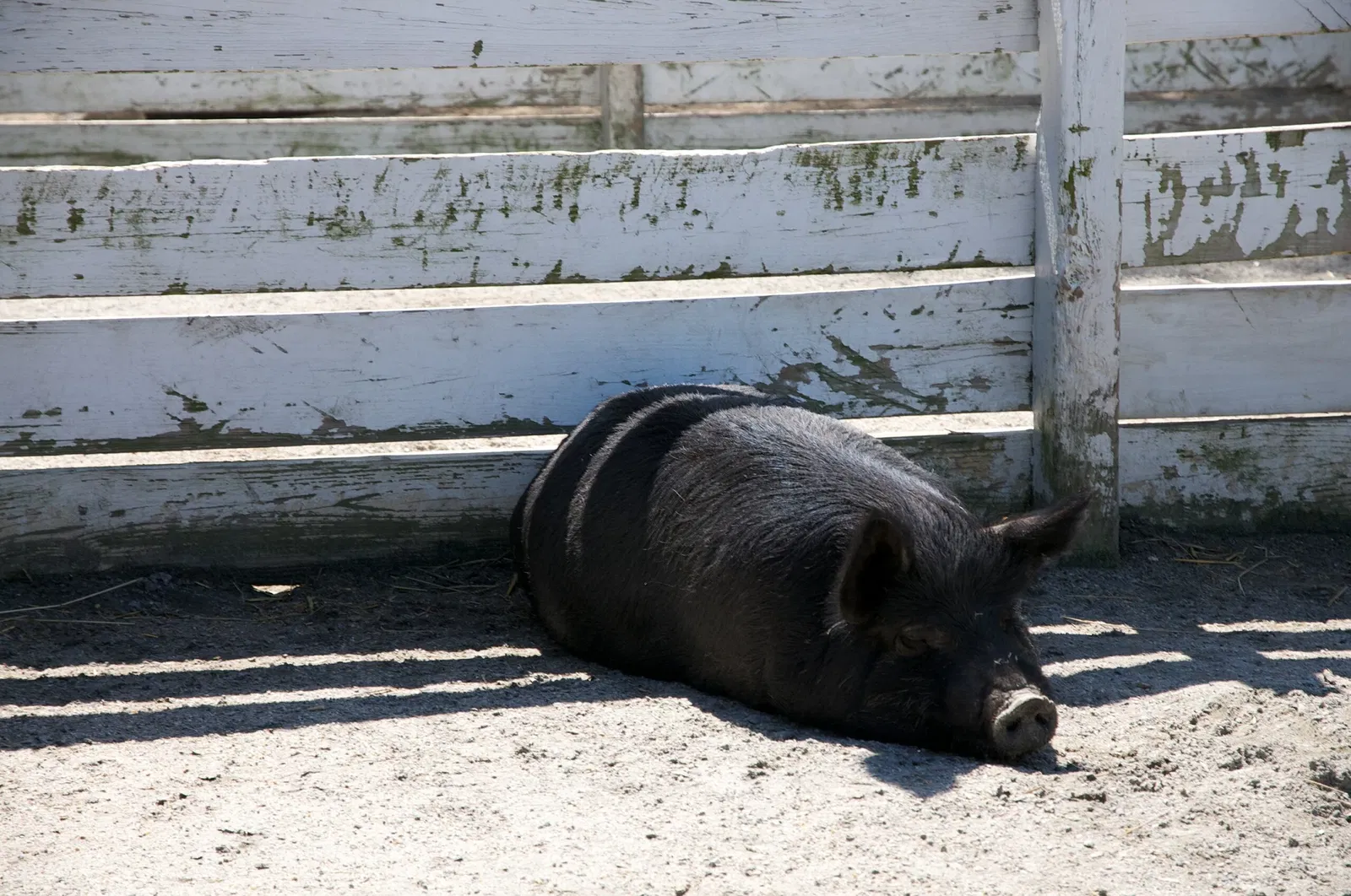 Virginia Zoological Park