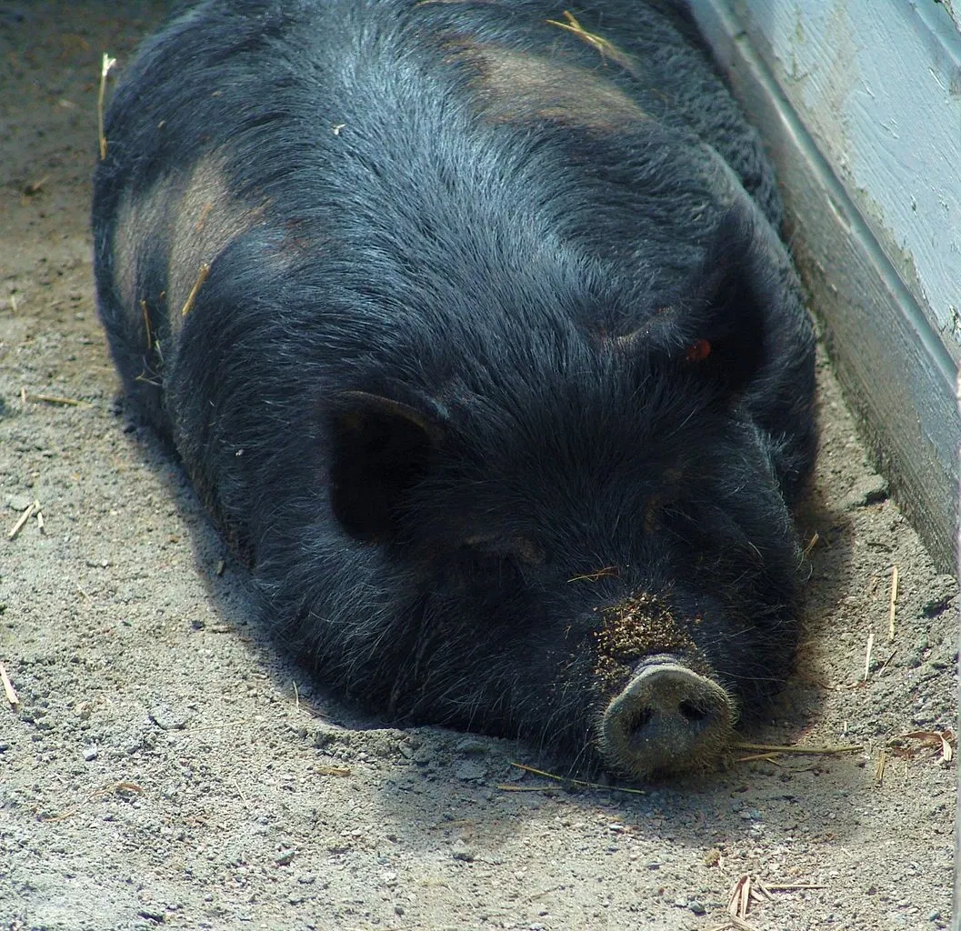 Virginia Zoological Park