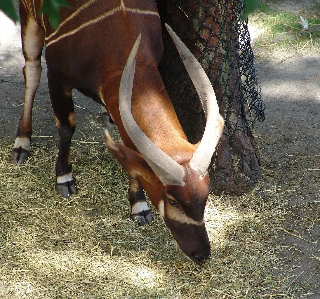 Virginia Zoological Park