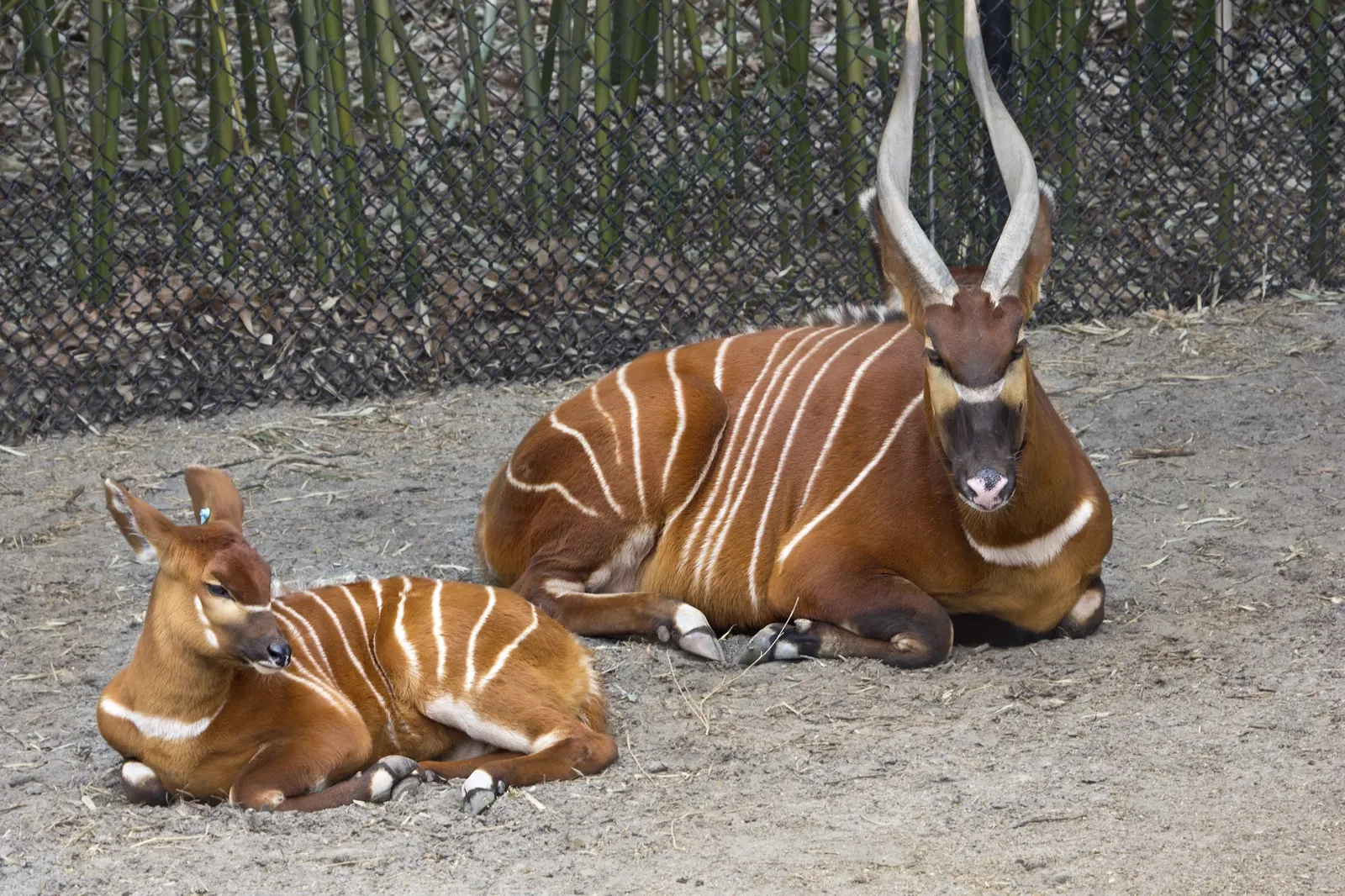 Virginia Zoological Park
