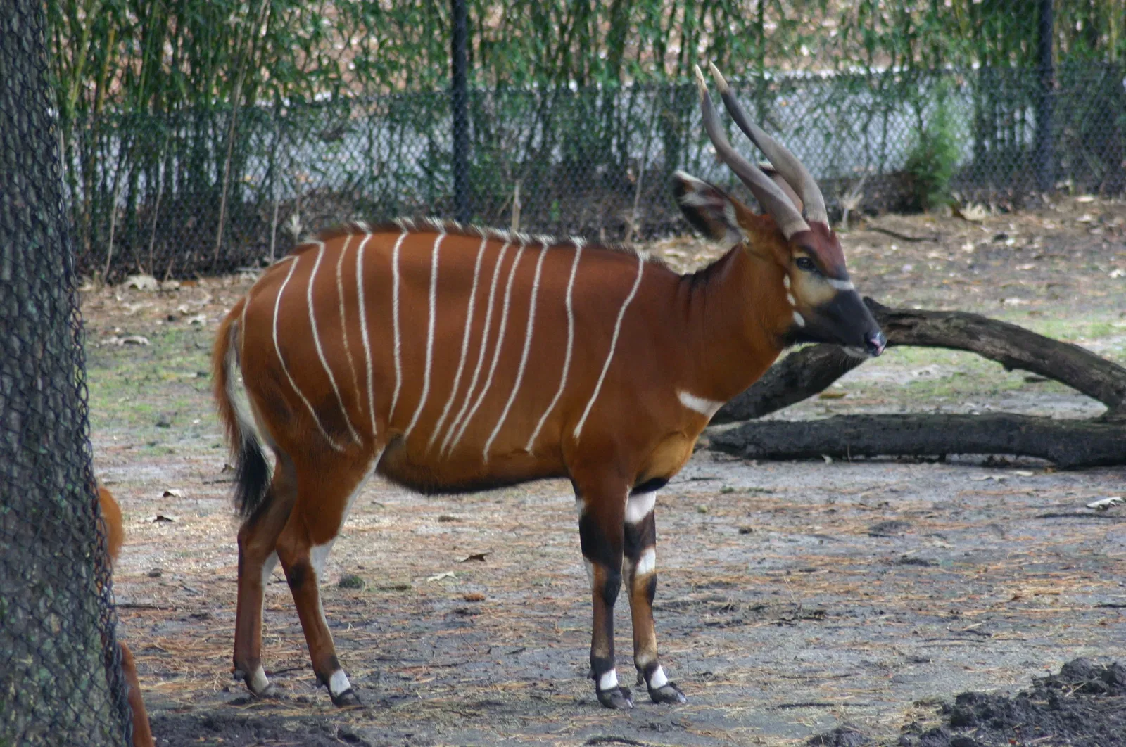 Virginia Zoological Park