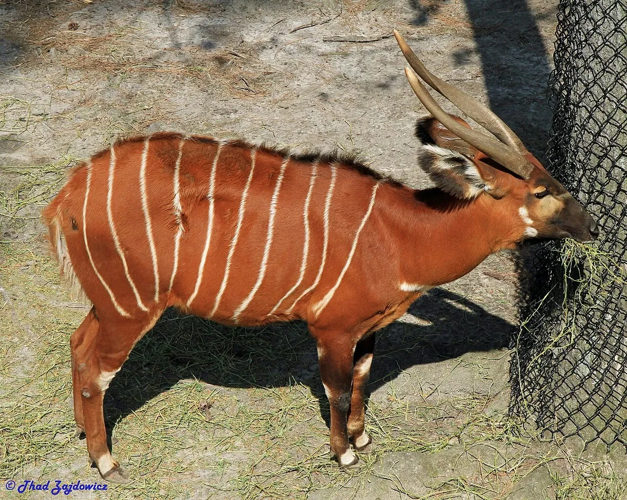 Virginia Zoological Park