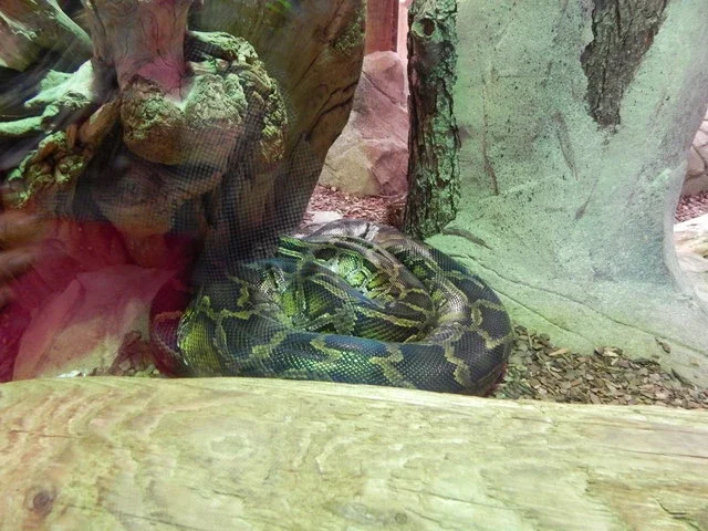 Colchester Zoological Society