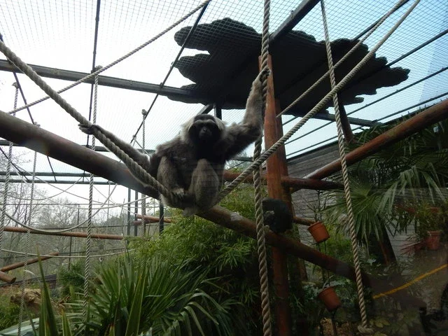 Colchester Zoological Society