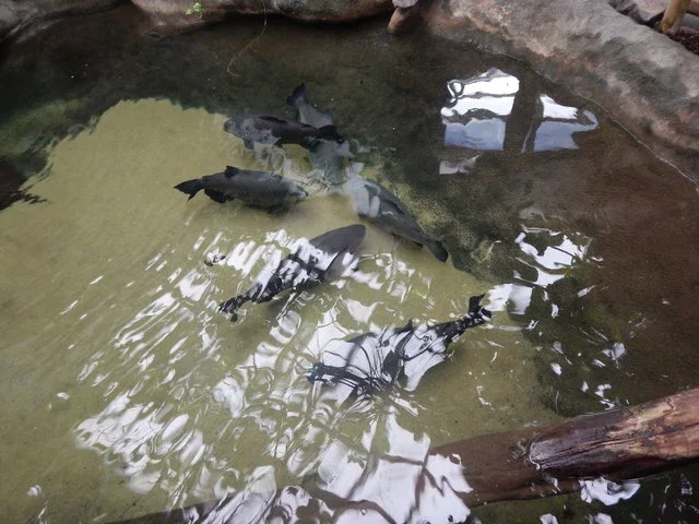 Colchester Zoological Society