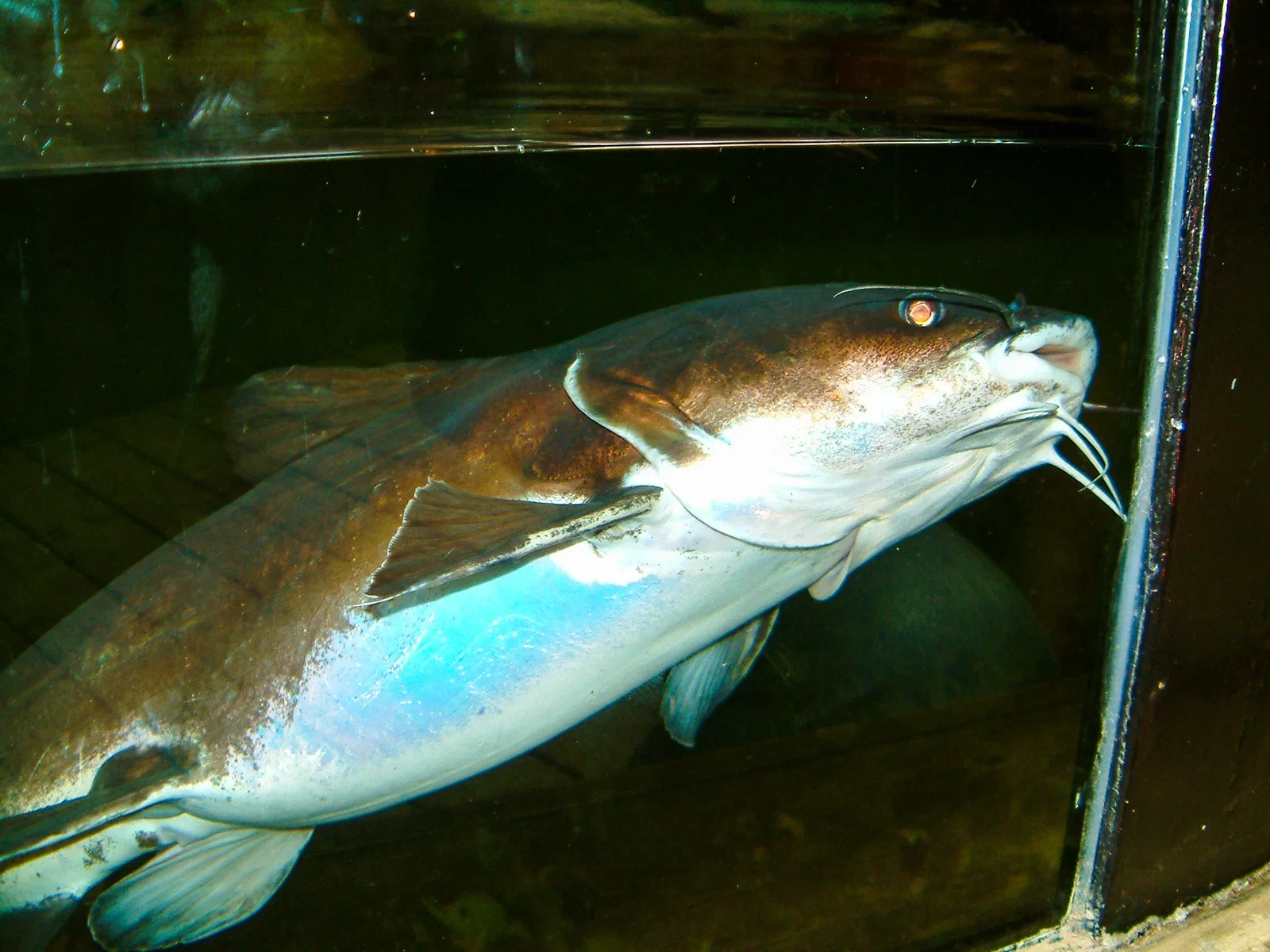 Colchester Zoological Society
