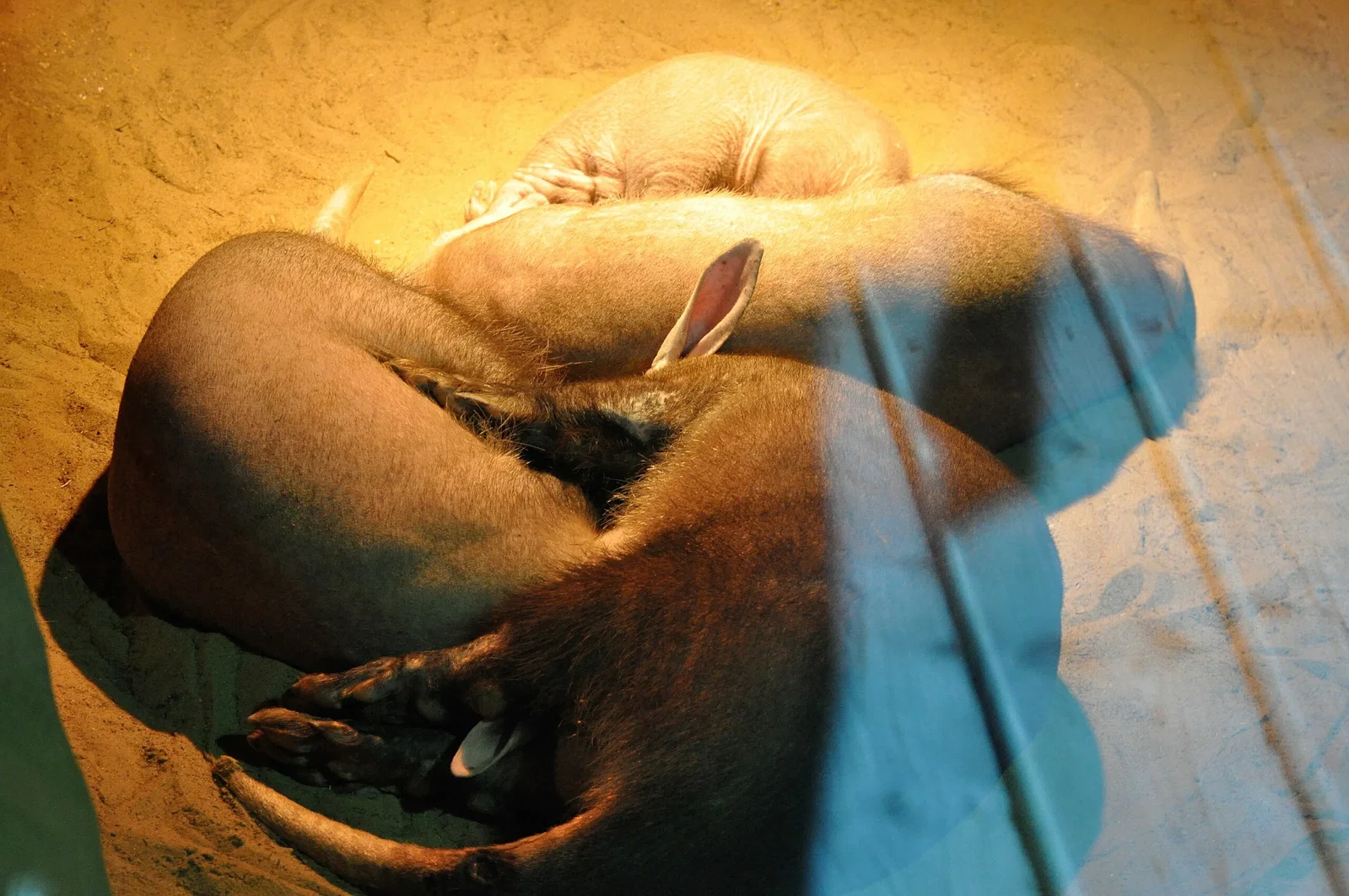 Colchester Zoological Society