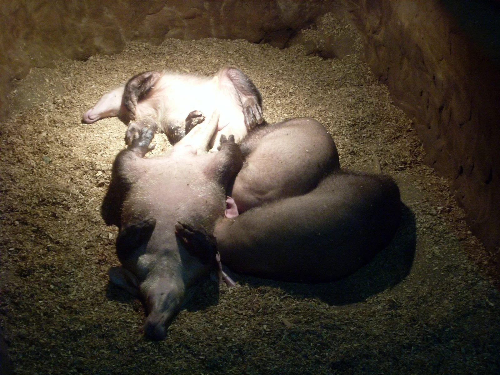 Colchester Zoological Society
