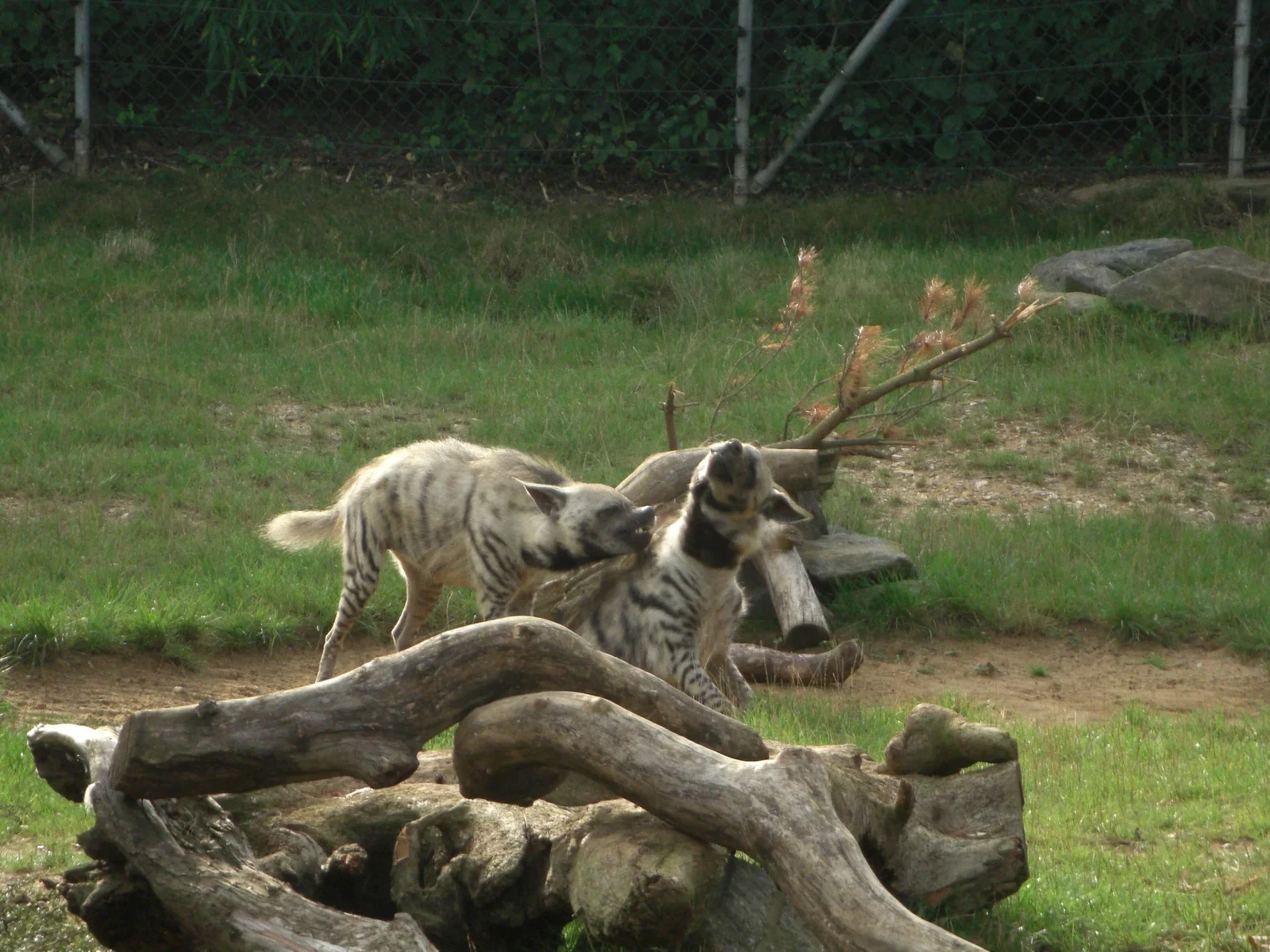 Colchester Zoological Society