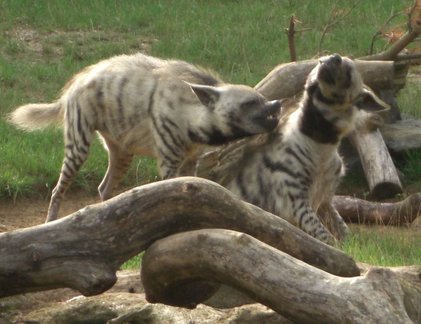Colchester Zoological Society