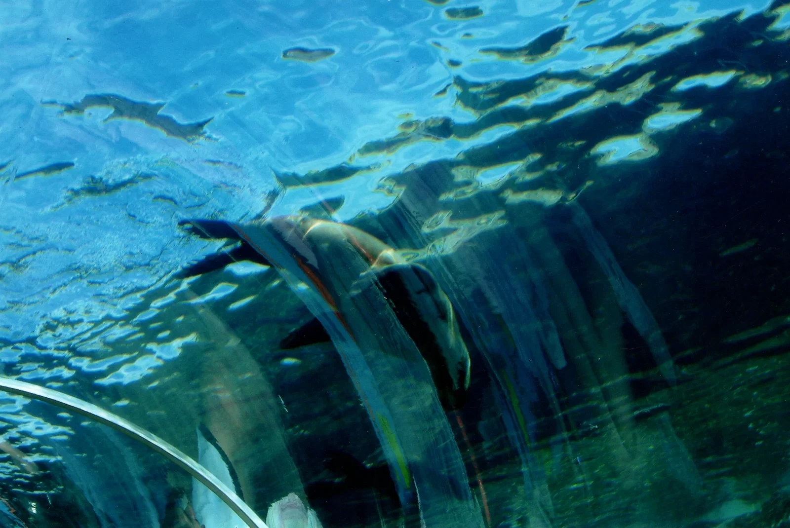 Colchester Zoological Society