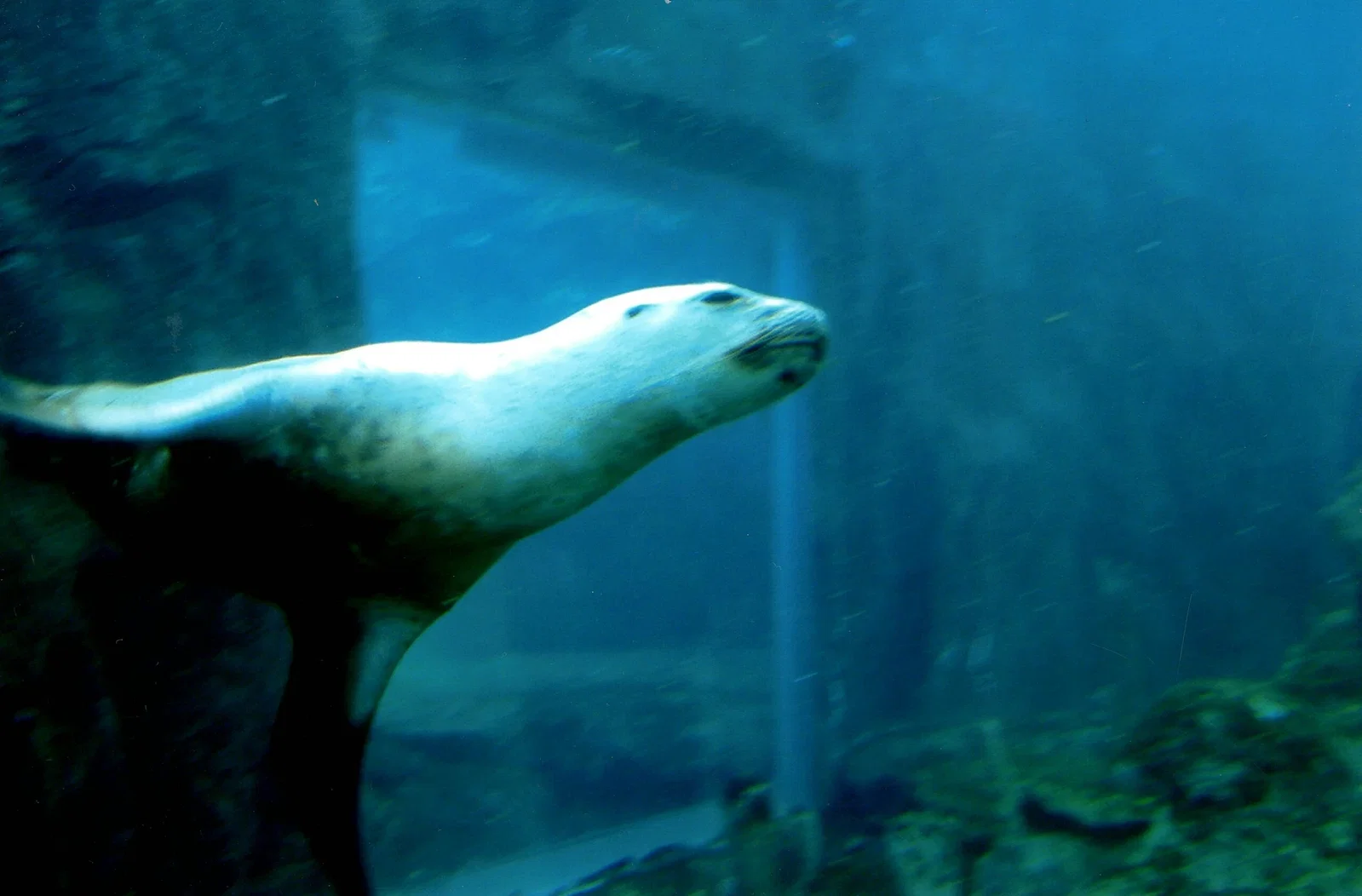 Colchester Zoological Society