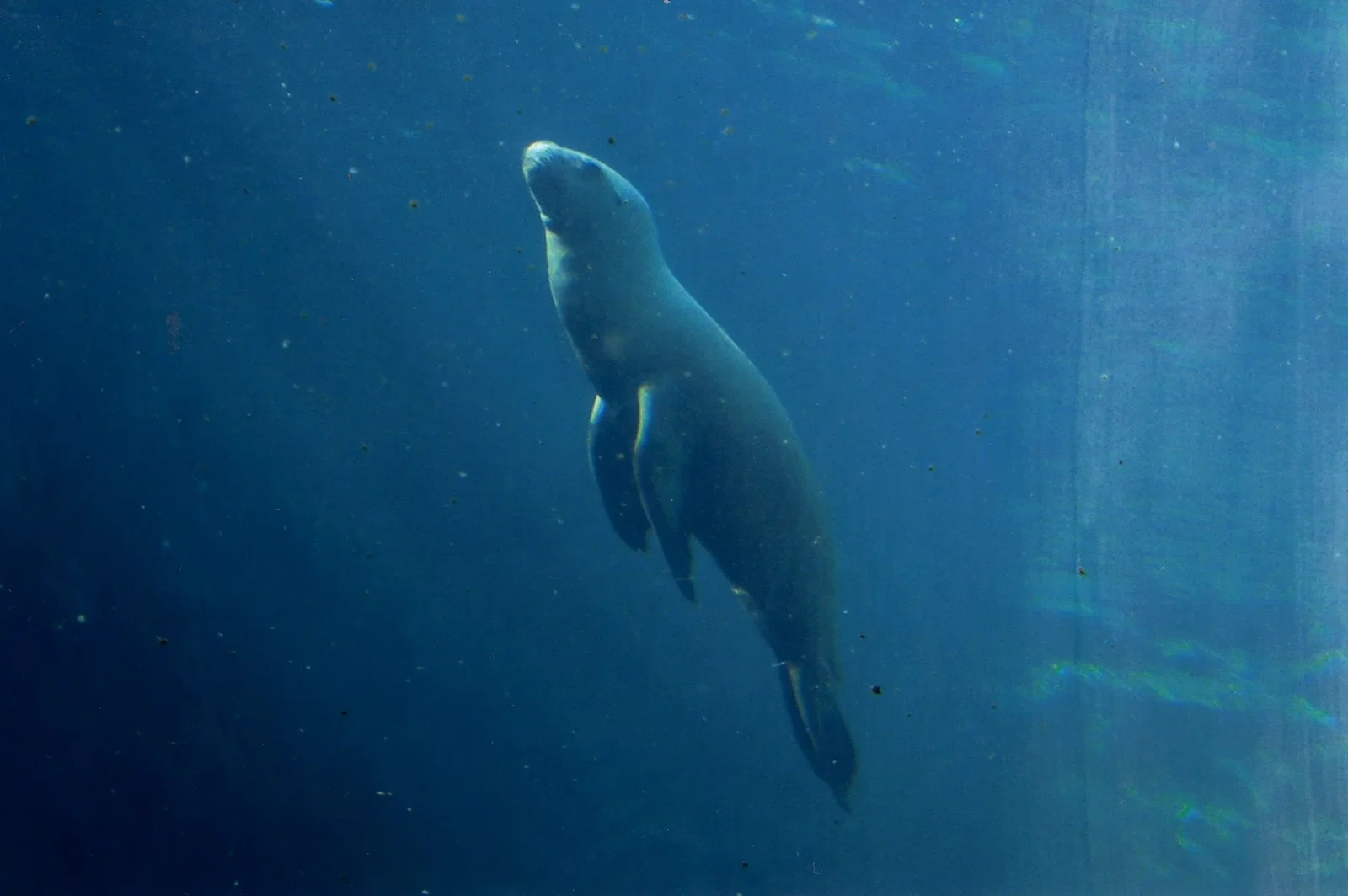 Colchester Zoological Society