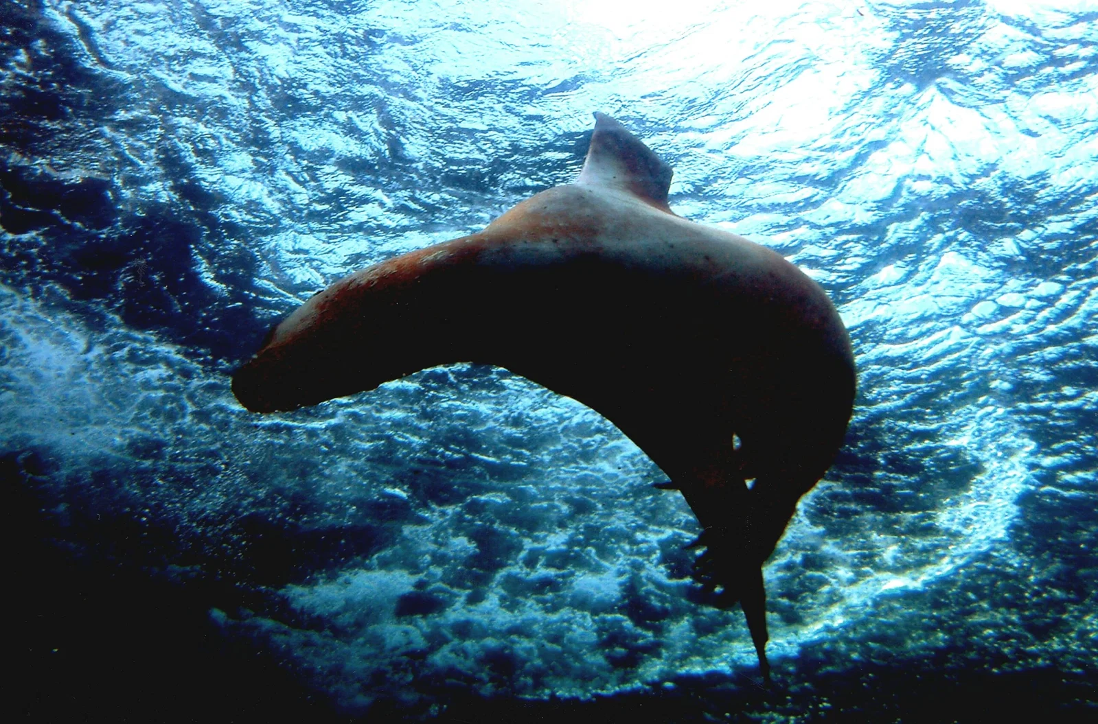 Colchester Zoological Society