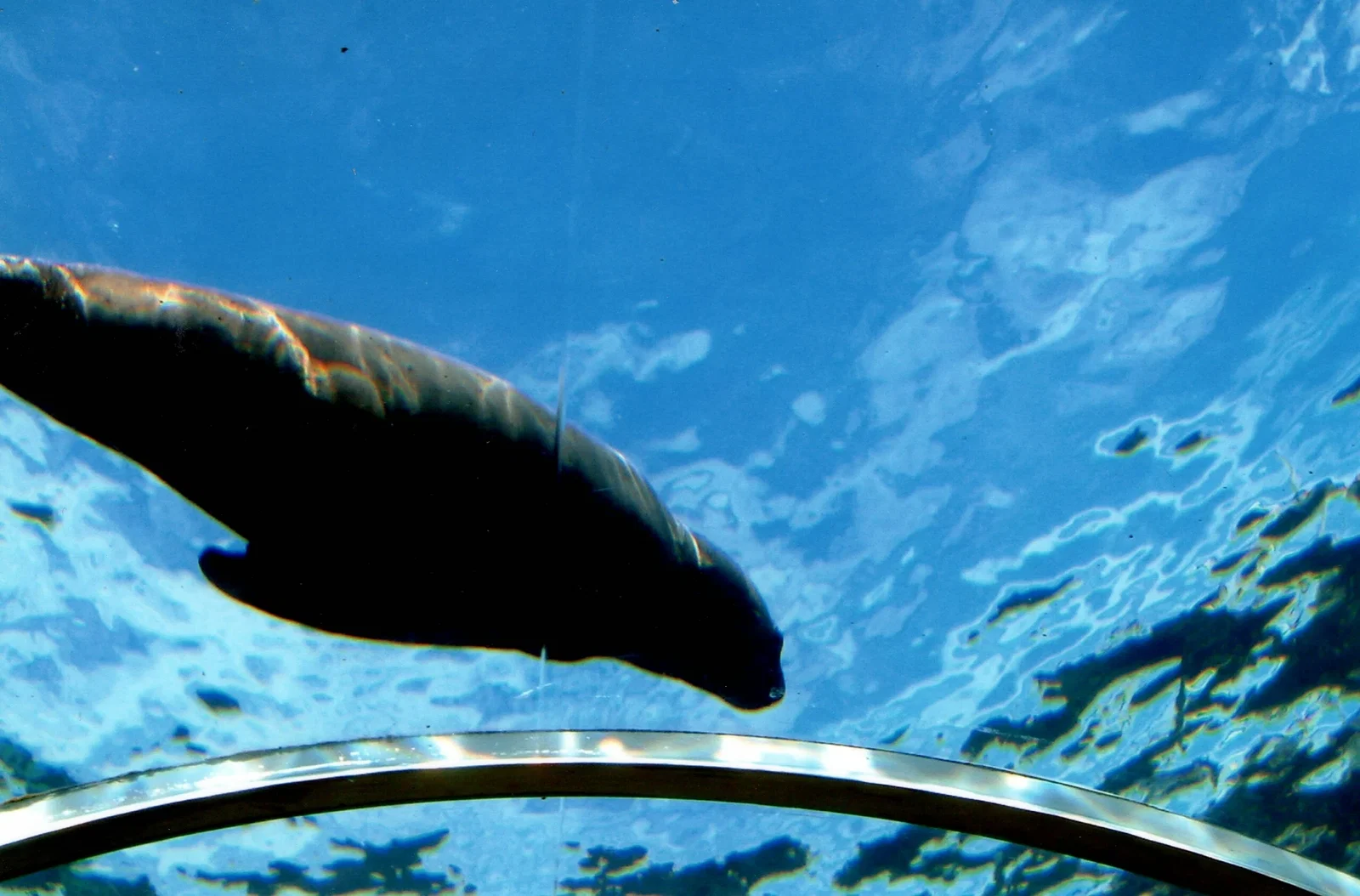 Colchester Zoological Society