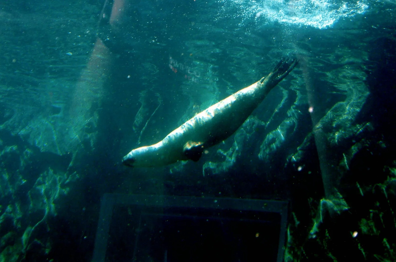 Colchester Zoological Society